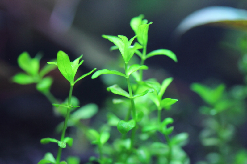 立ち上げ水槽　植栽から10日目